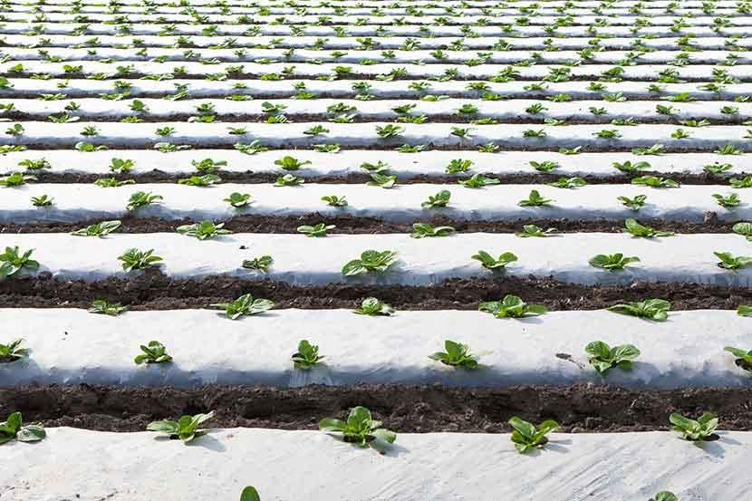 plants growing in a field of rows covered with white protective film